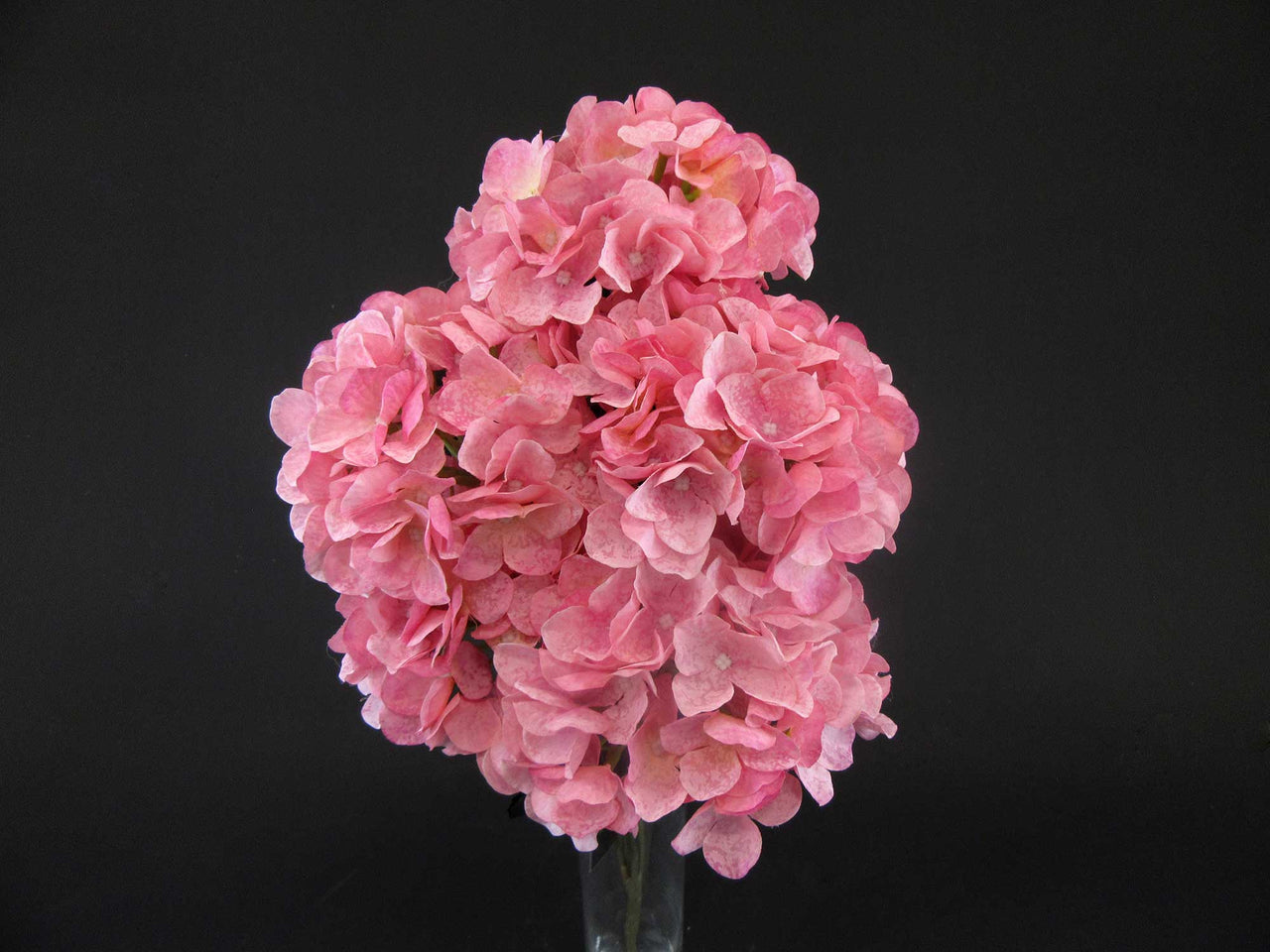 HCFL6001 - Pink Cherry Blossom Hydra Bouquet