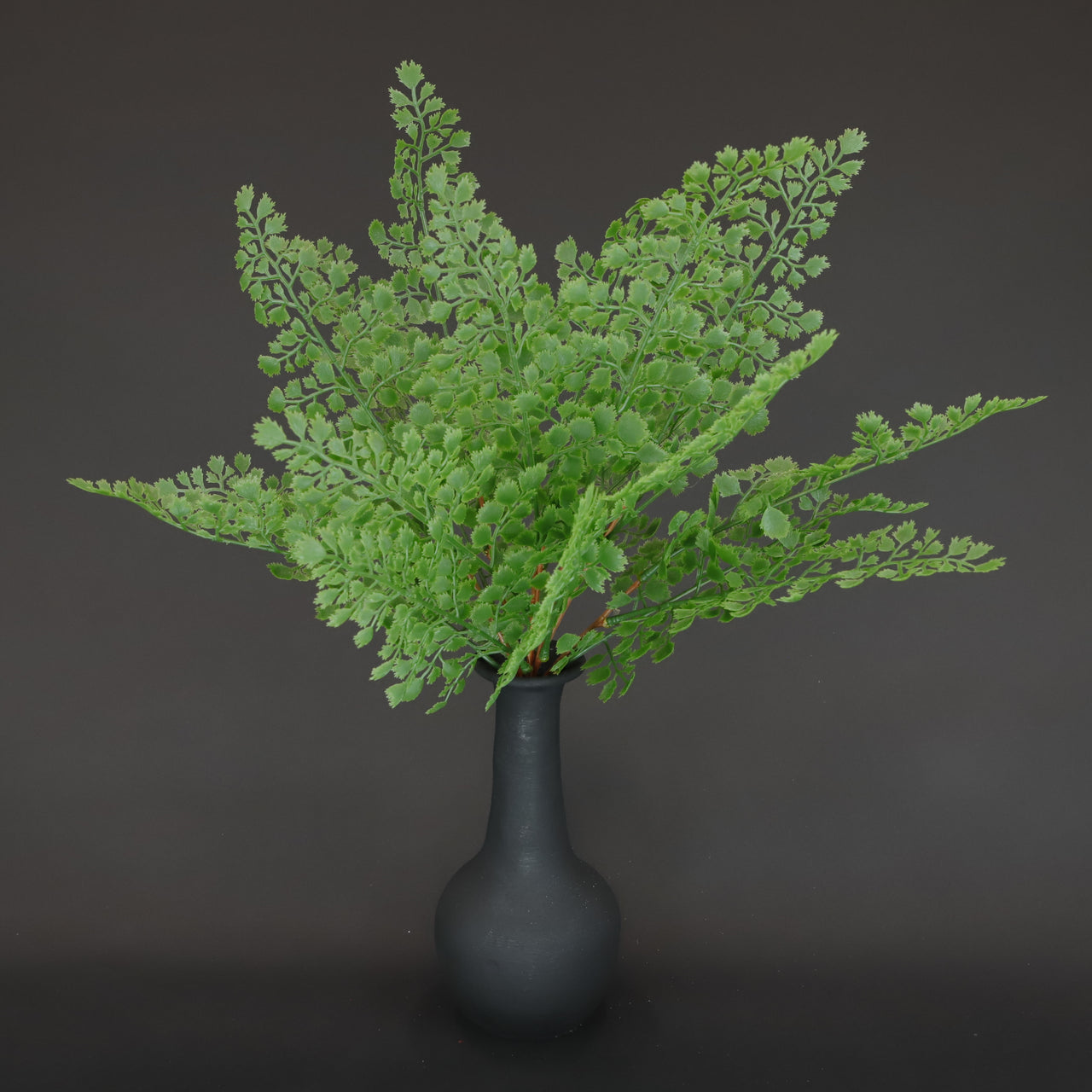 HCFL6362 - Japanese Fern