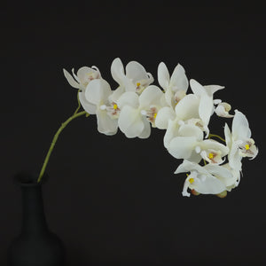 HCFL6364 - M White Long Stem Orchid