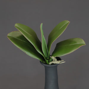 HCFL6641 - Small Orchid Leaves