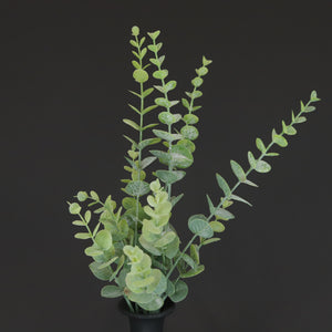 HCFL6643 - True Blue Eucalyptus