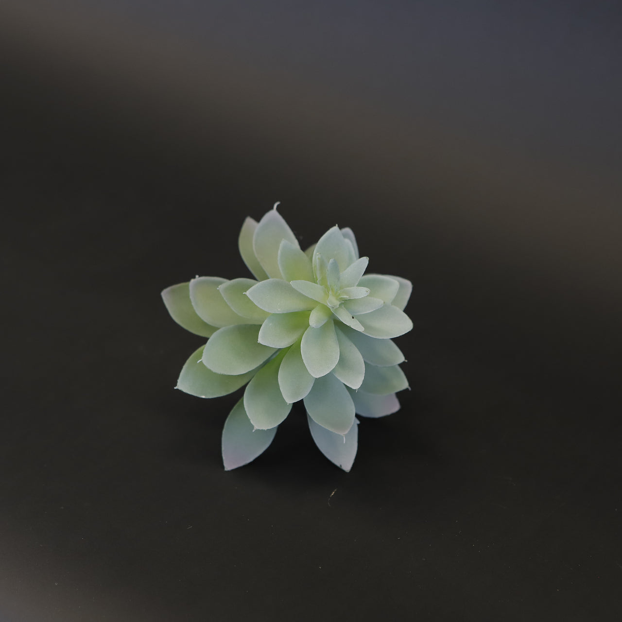 HCFL7244 - Purple Echeveria Succulent
