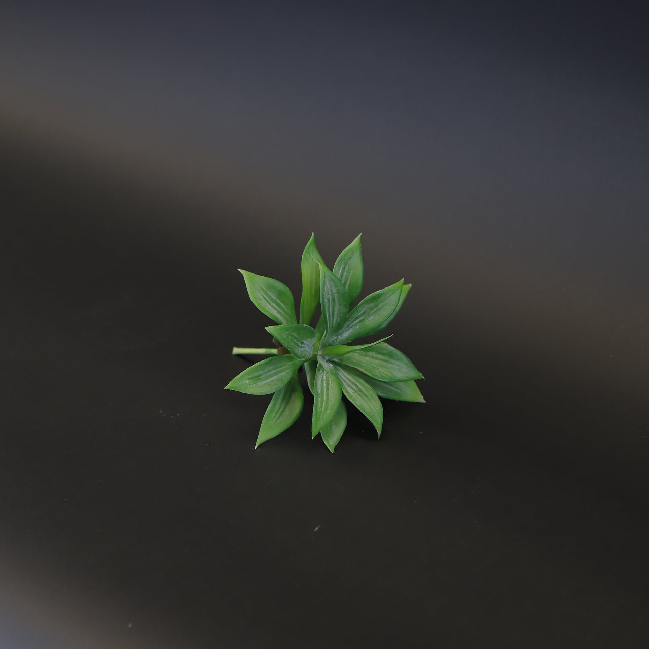 HCFL7245 - Agave Succulent