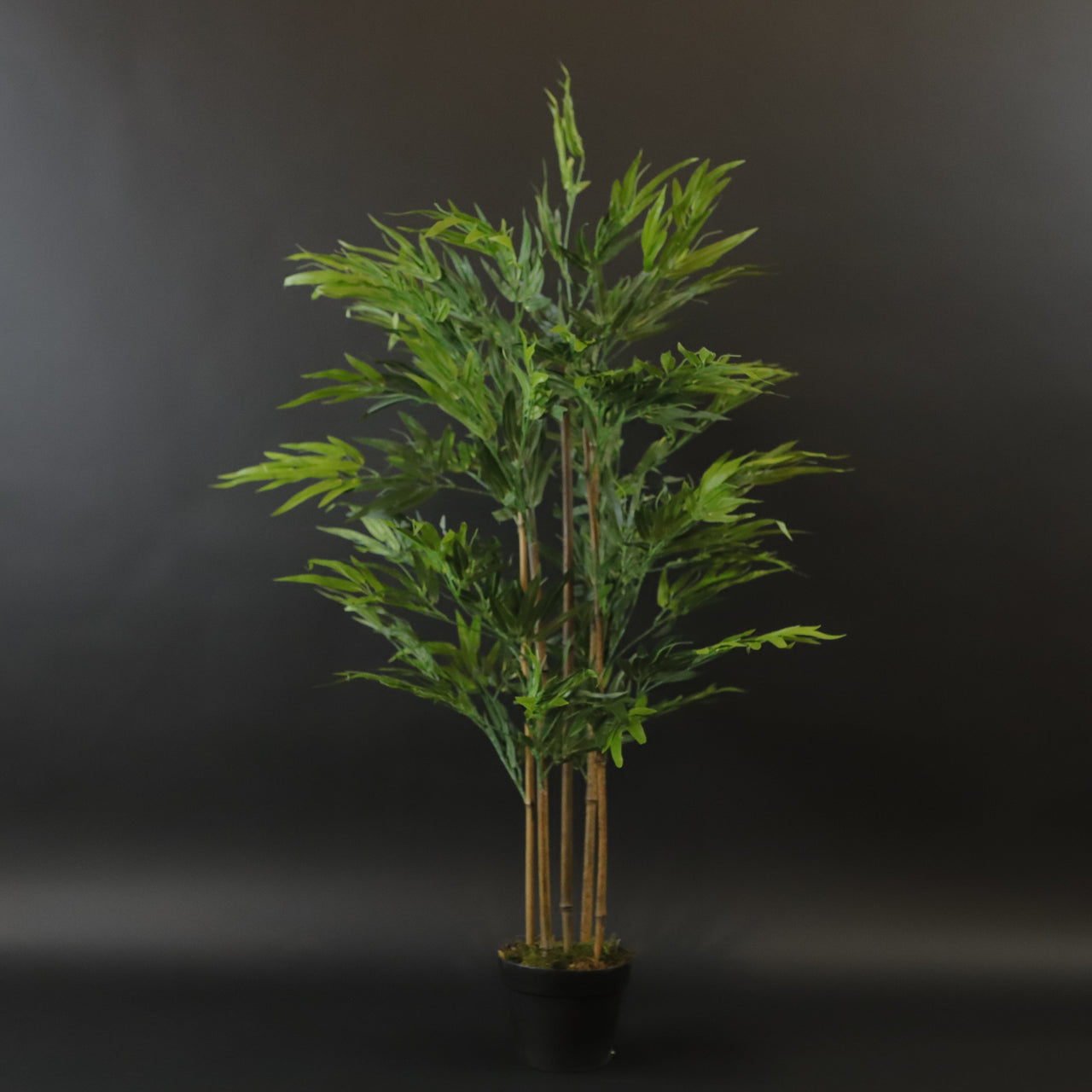 HCFL7258 - Medium Bamboo Tree