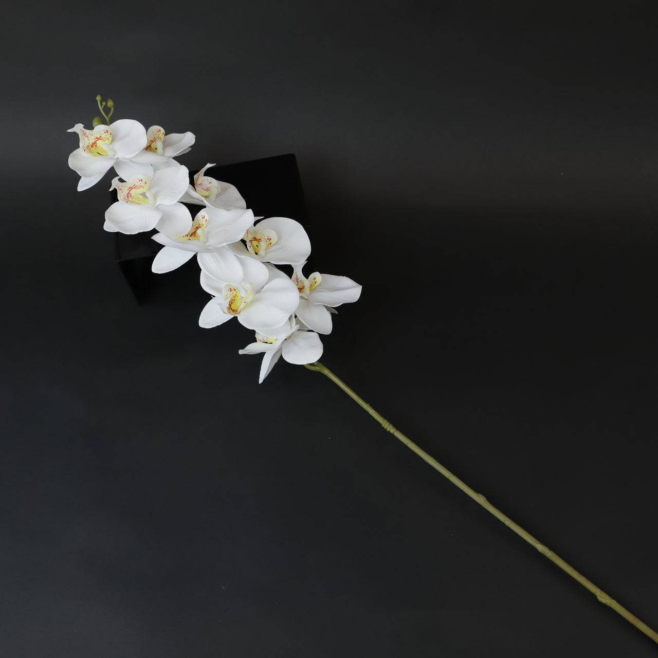 HCFL7262 - Medium White Orchid