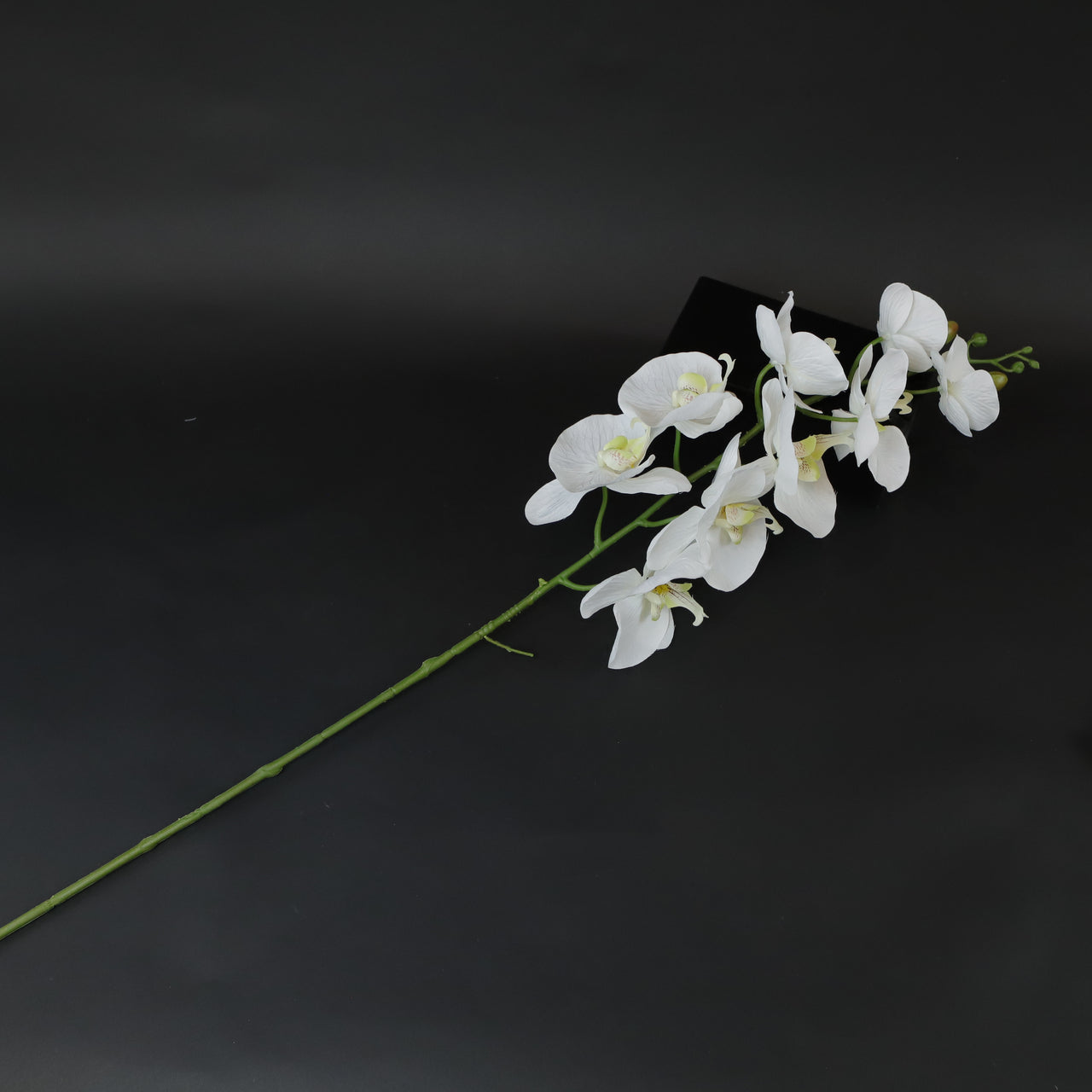 HCFL7263 - Large White Orchid