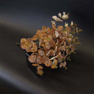 HCFL7823 - Rust Two Tone Eucalyptus