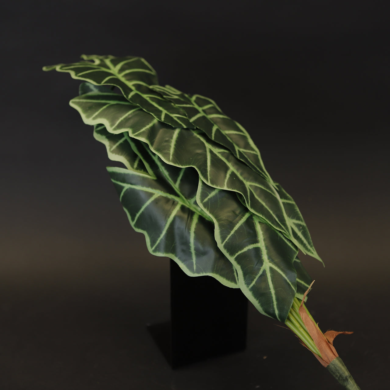 HCFL7967 - Philodendron Elephant's Ear