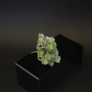 HCFL7974 - Lt Aeonium Arboreum