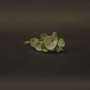 HCFL7977 - Light Green Wild Ginger