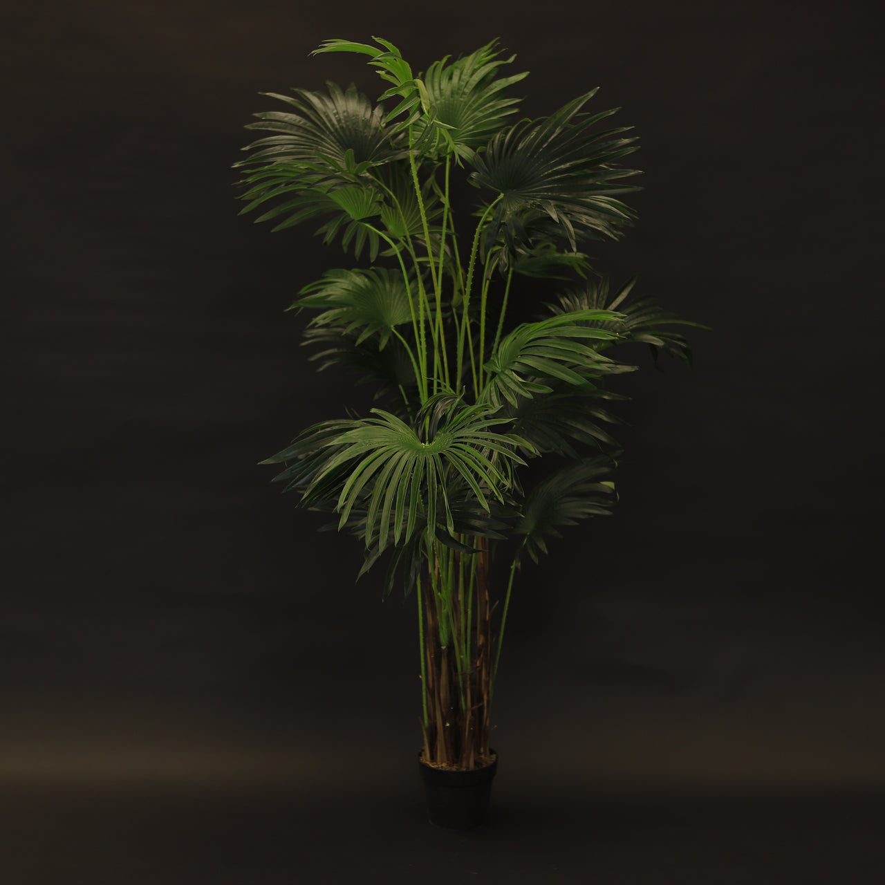 HCFL8004 - Cascade Palm Tree