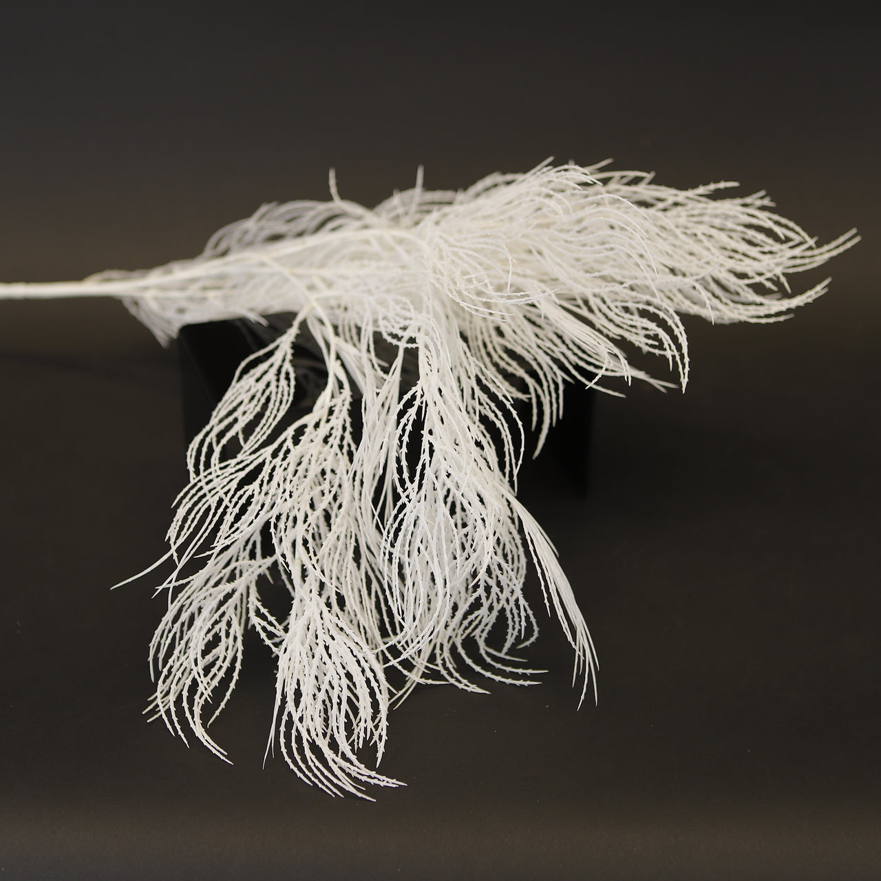 HCFL8024 - White Miscanthus Grass