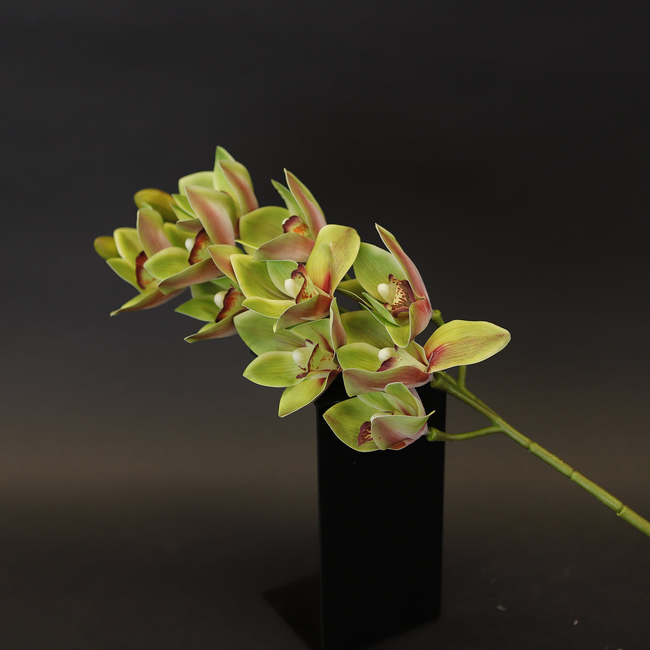 HCFL8032 - Green LS Phalaenopsis
