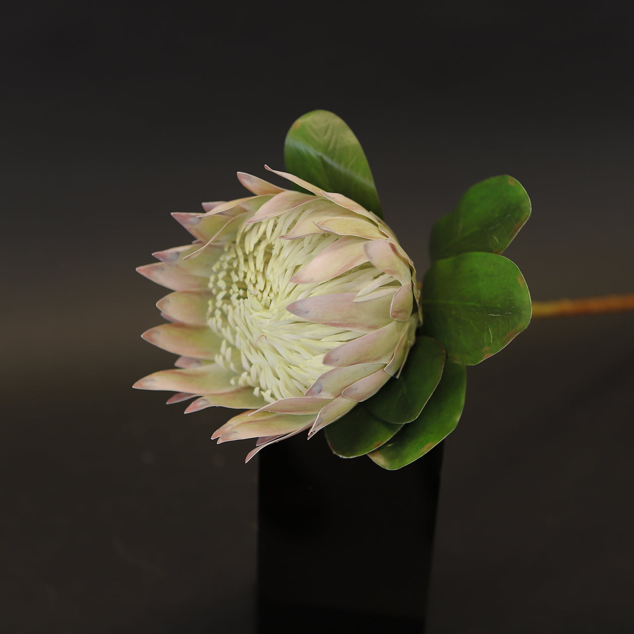 HCFL8038 - Cream LS King Protea
