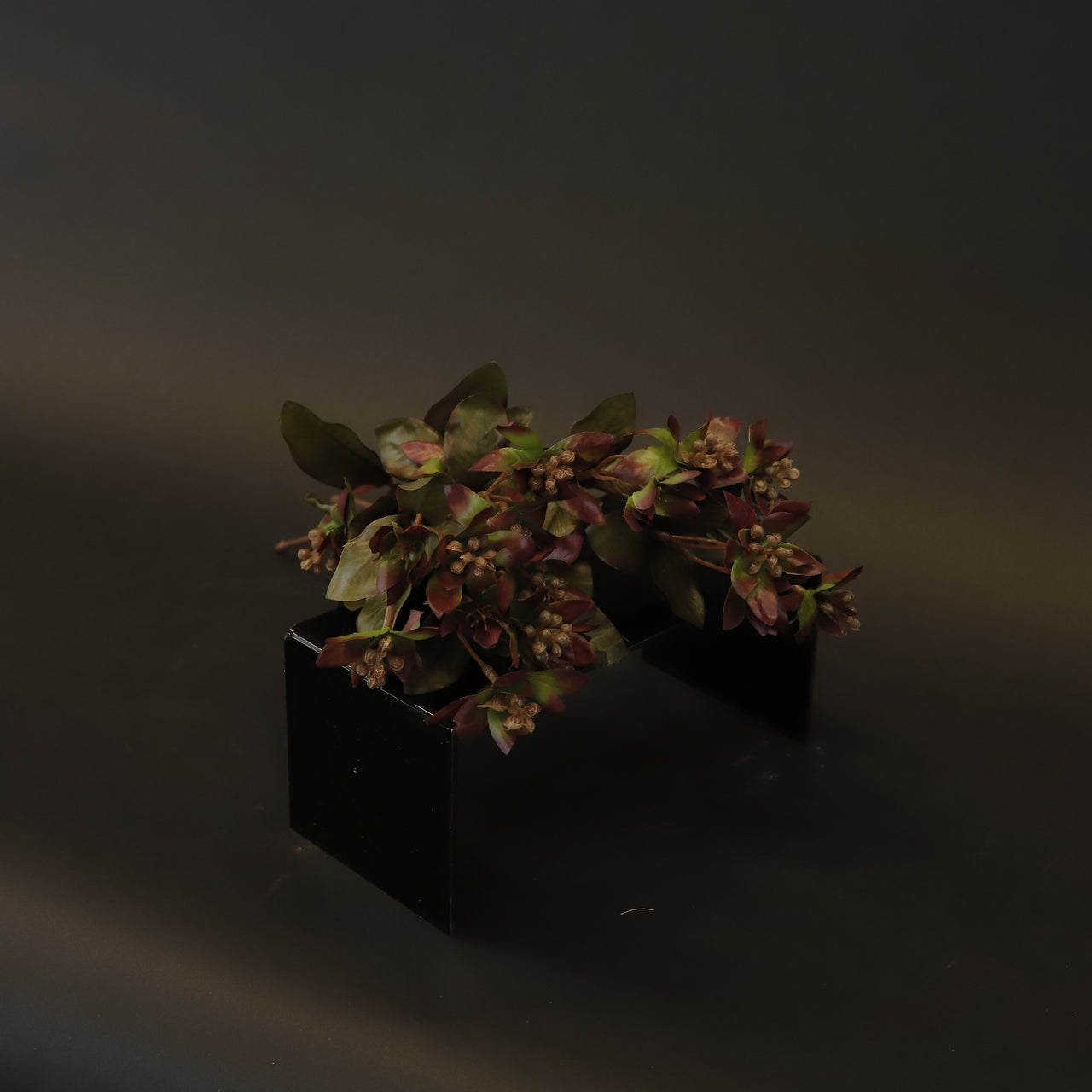 HCFL8384 - Variegated Red Euphorbia Bq