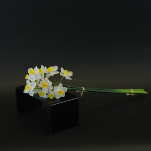 HCFL8408 - LS White Daffodil