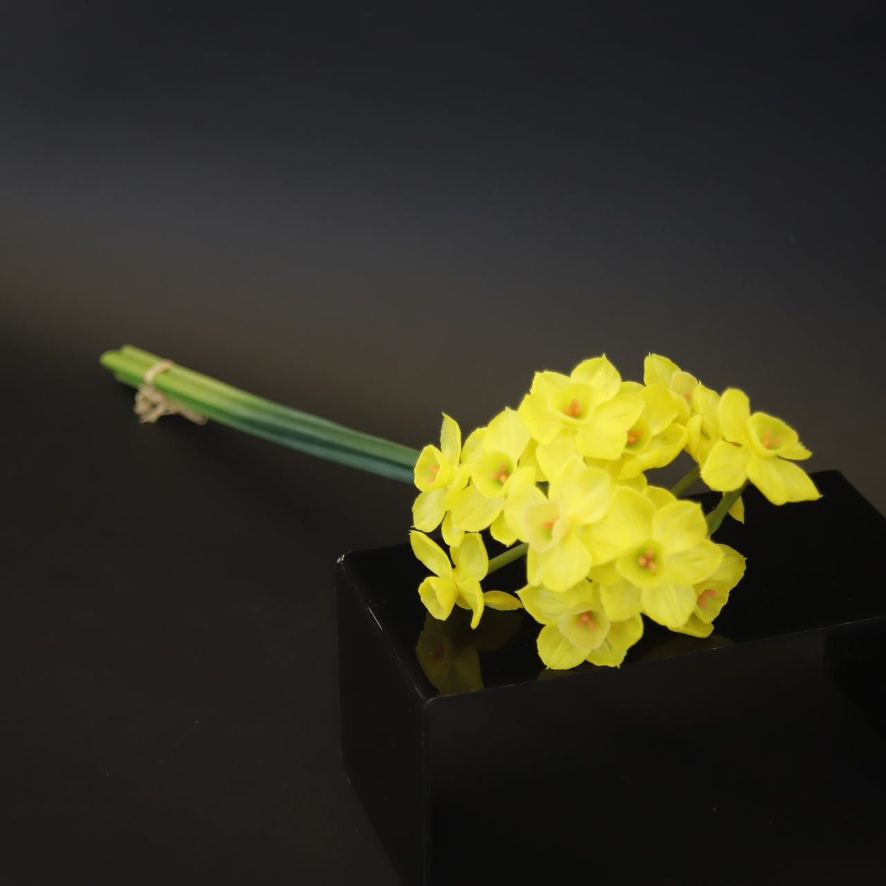 HCFL8409 - LS Yellow Daffodil