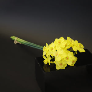 HCFL8409 - LS Yellow Daffodil