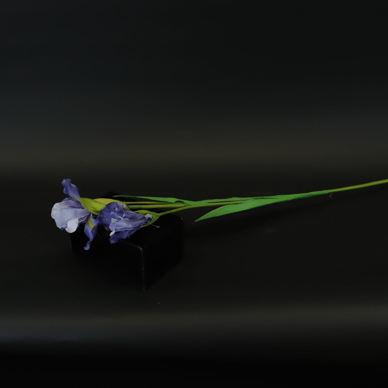 HCFL8412 - LS Purple Iris