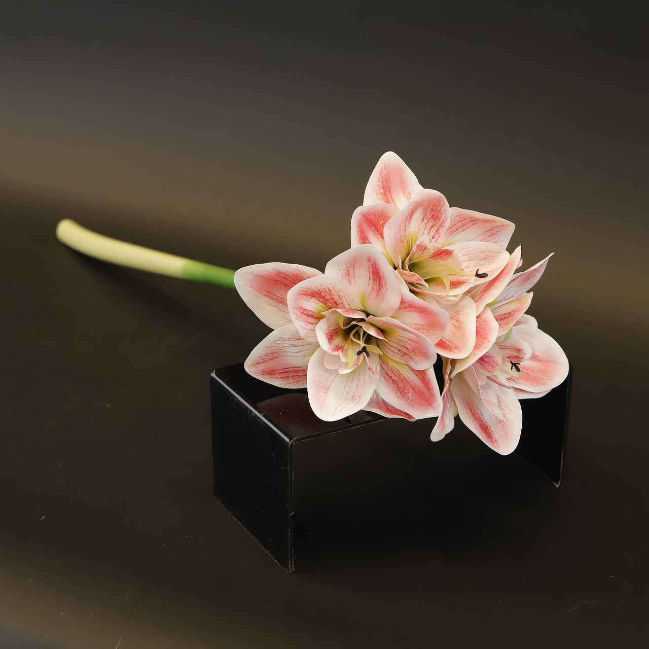 HCFL8427 - Verigated White/Pink Bougainvillea