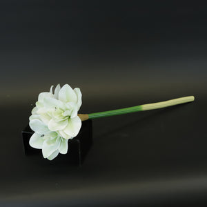 HCFL8428 - Verigated Green Bougainvillea