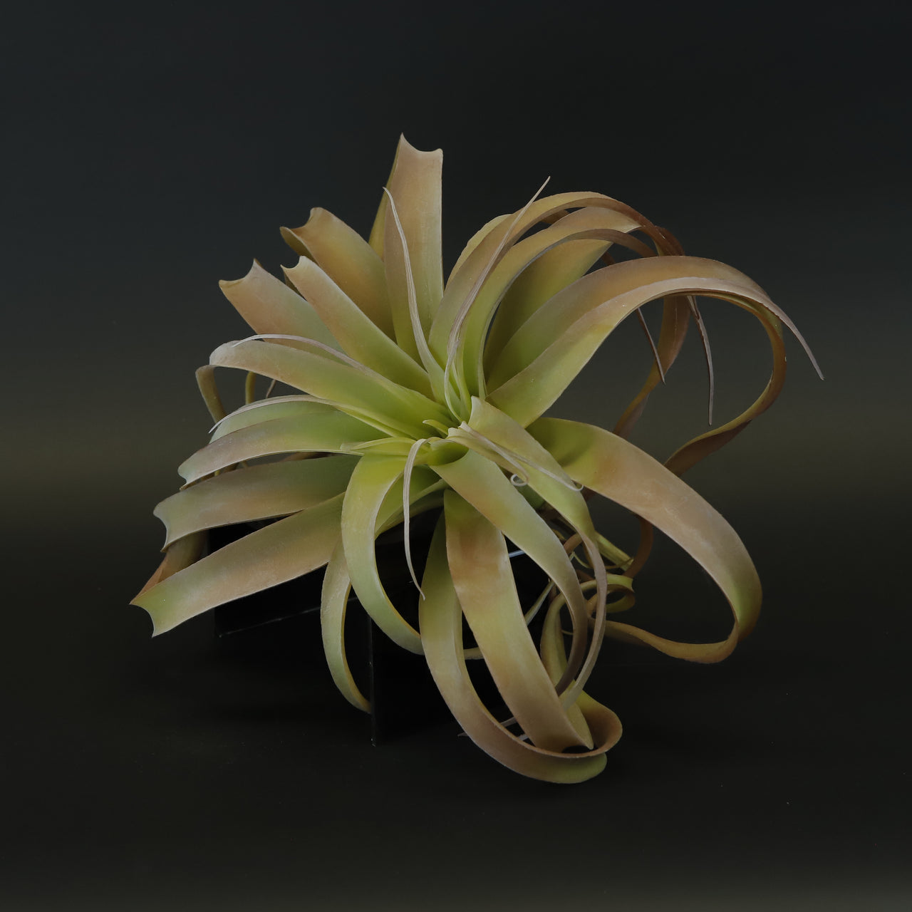 HCFL8594 - Air Plant Bq