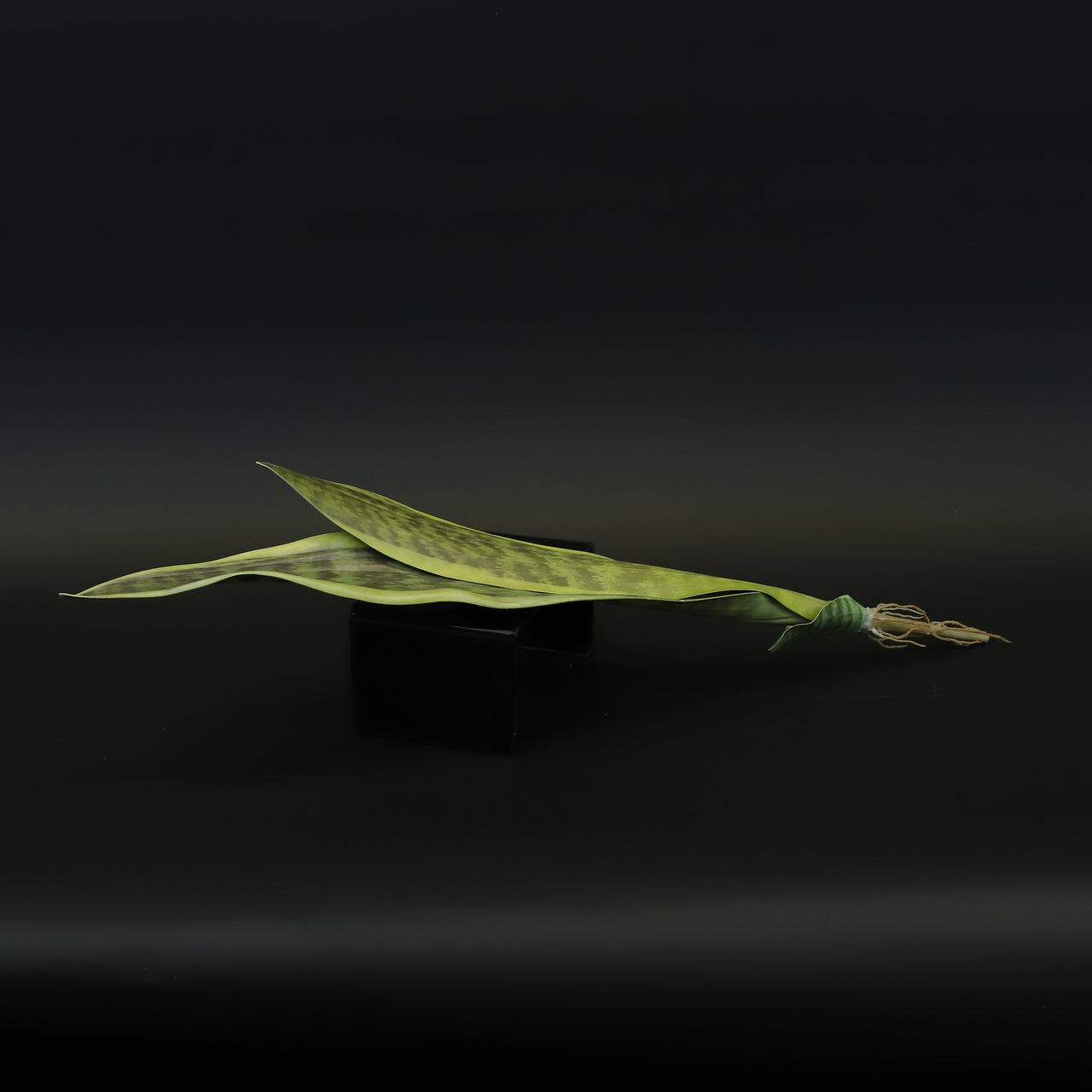 HCFL8611 - Variegated Snake Plant Leaves