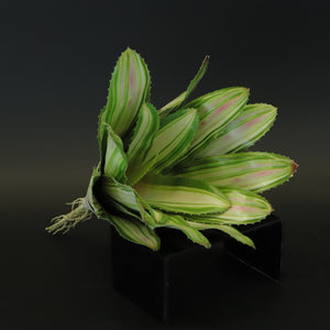 HCFL8613 - Variegated Corn Plant