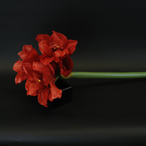 HCFL8614 - LS Red Amaryllis