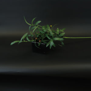 HCFL8616 - LS Olive Tree Branch