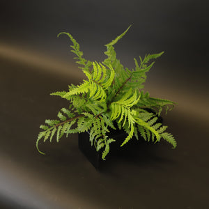 HCFL8642 - Japanese Painted Fern