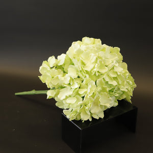 HCFL8647 - Green Hydrangea Bq