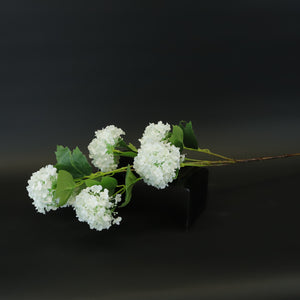 HCFL8650 - LS Snowball Viburnum