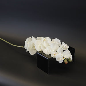HCFL8660 - LS Small White Orchid