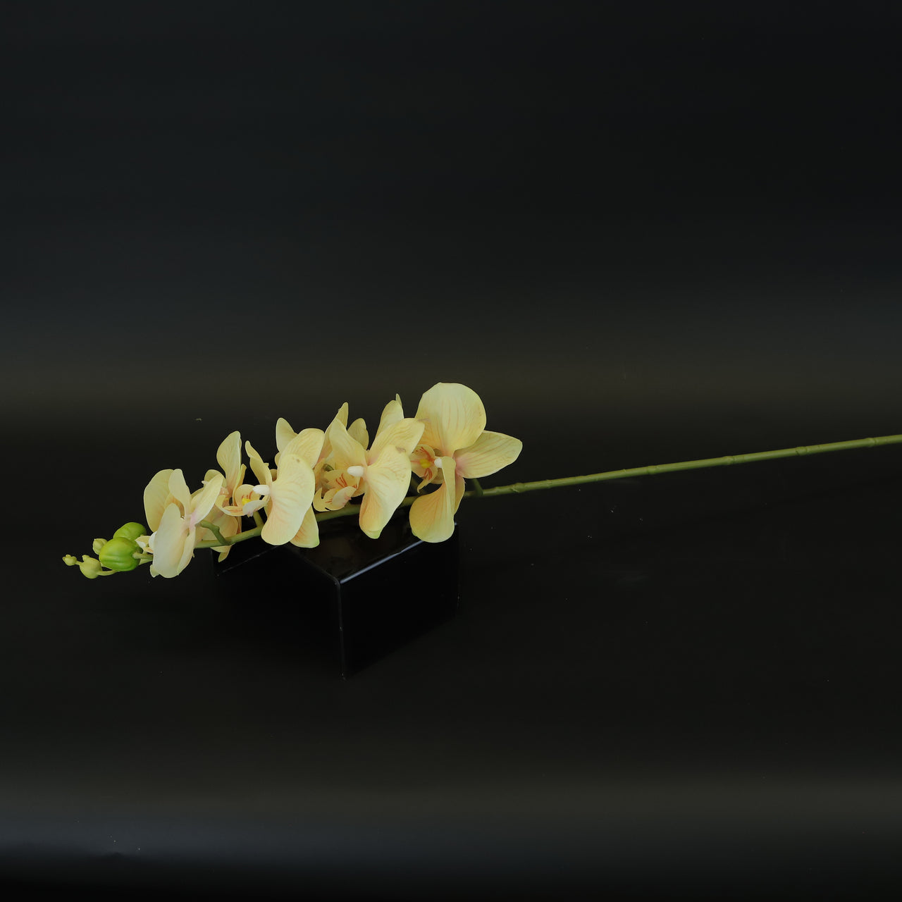 HCFL8661 - M Yellow Long Stem Orchid