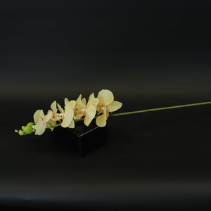 HCFL8661 - M Yellow Long Stem Orchid