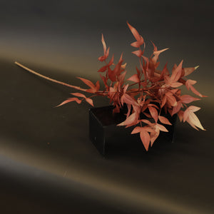 HCFL8829 - LS Burnt Red Box Elder