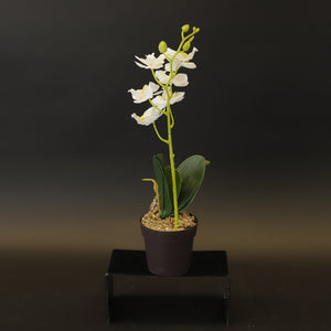 HCFL9166 - S White Orchid Plant