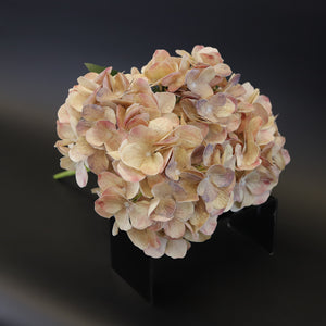 HCFL9177 - Sun Bleached Hydrangea Bq