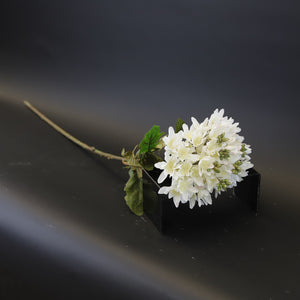 HCFL9323 - LS White Sweet Woodruff