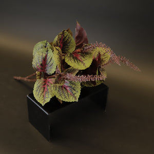 HCFL9325 - Purple Bugleweed Bq