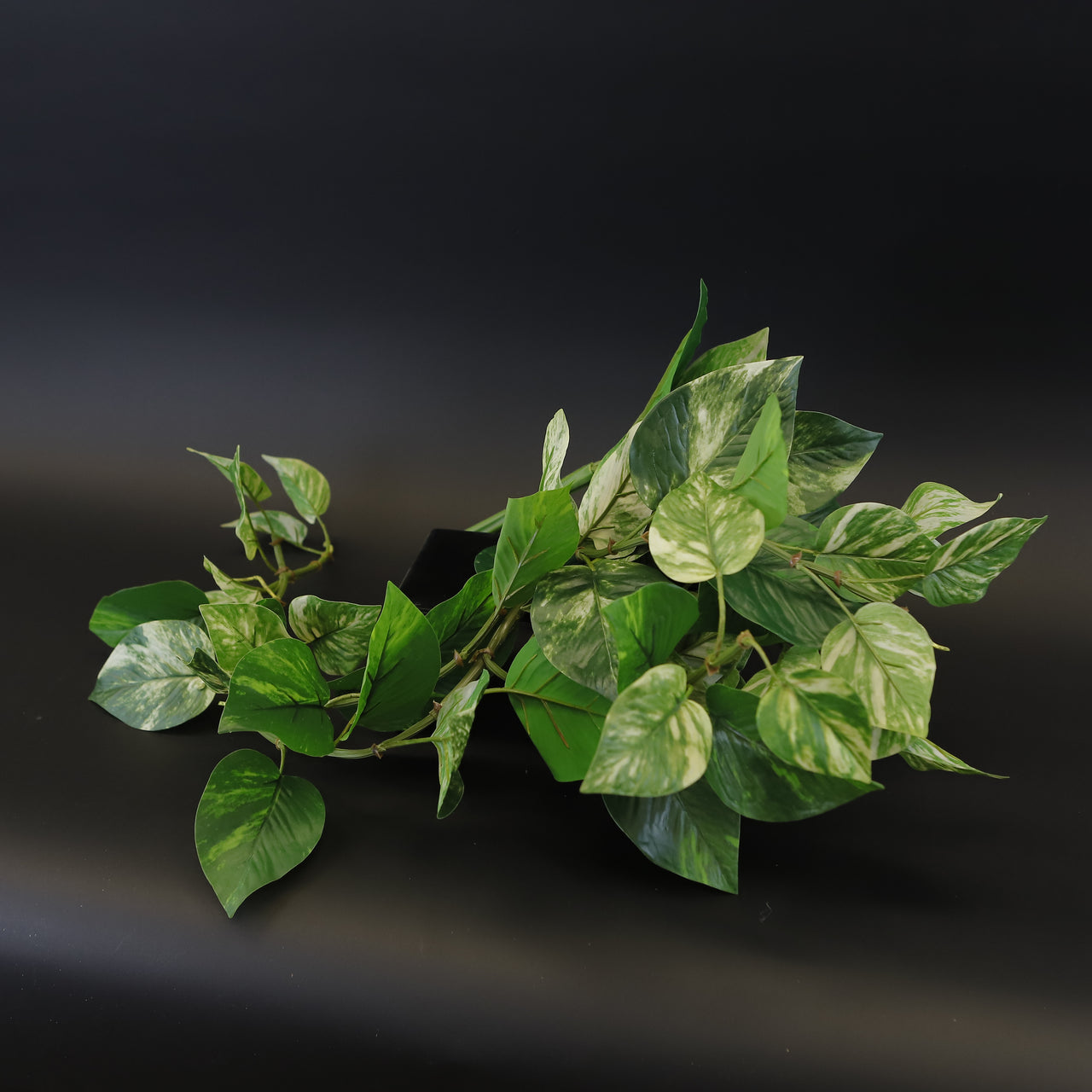 HCFL9363 - Verigated Trailing English Ivy