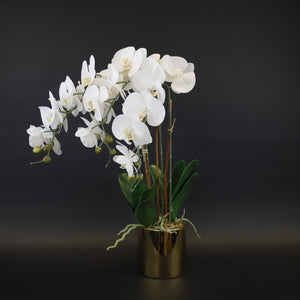 HCFL9591 - White Orchid in Gold Pot