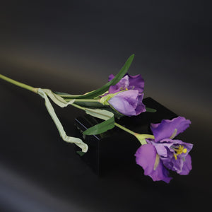 HCFL9594 - LS Purple Iris