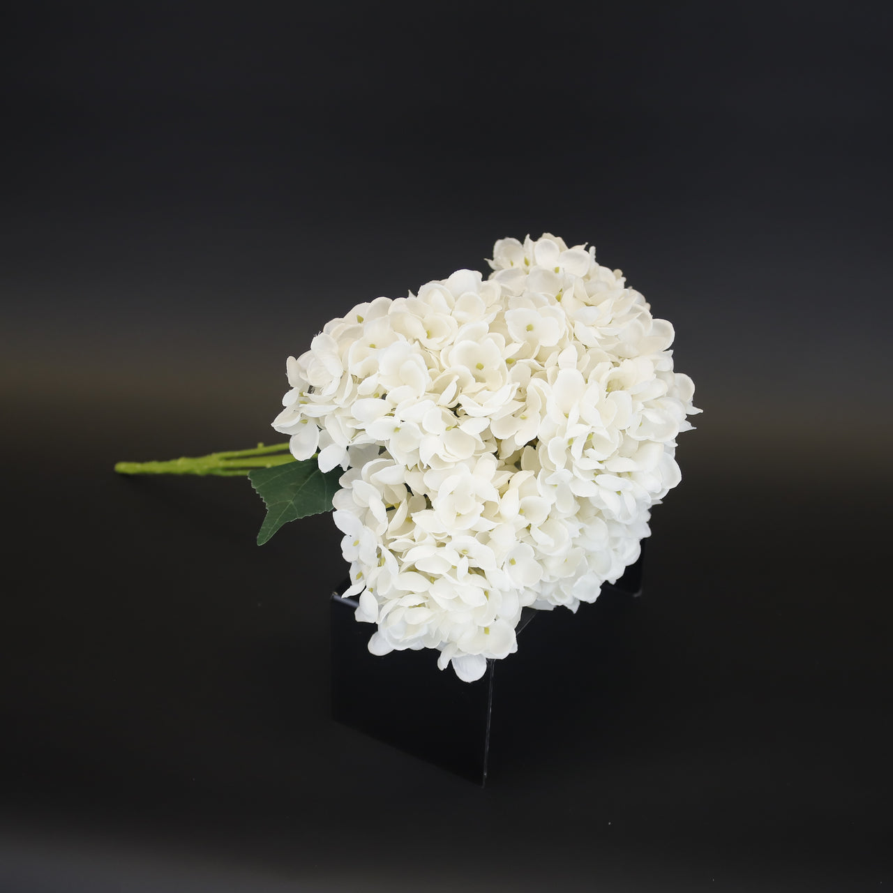 HCFL9614 - White Limelight Hydrangea Bq