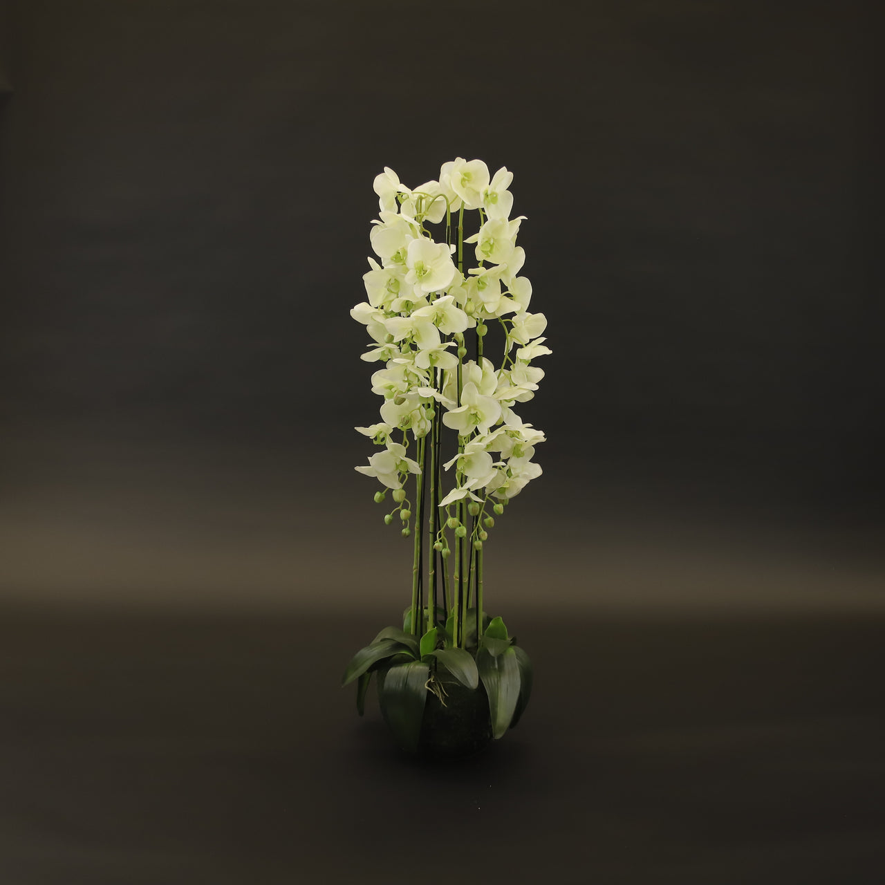 HCFL9624 - Green Orchid Plant