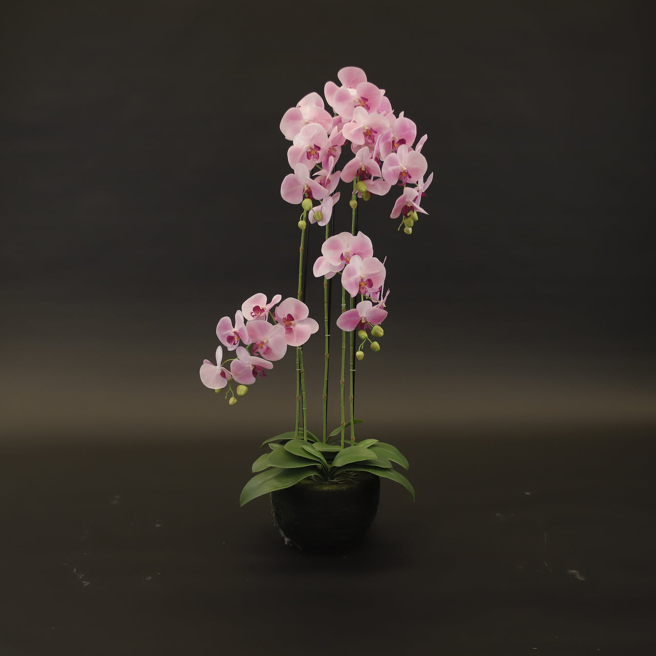 HCFL9626 - Pink Orchid Plant
