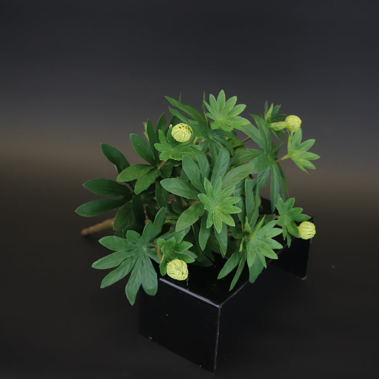 HCFL9650 - Green Garden Lupine Bq