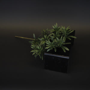 HCFL9651 - LS Buddhist Pine