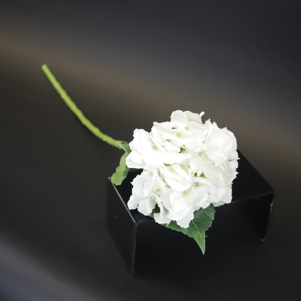 HCFL9664 - LS Cream Bigleaf Hydrangea